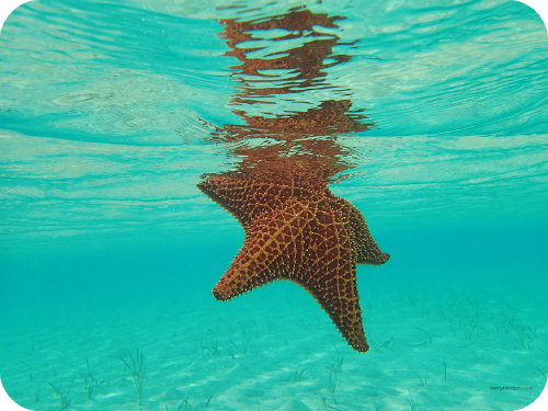 Starfish Great Exuma
